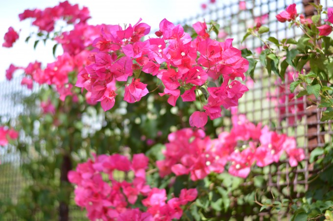 pink flowers, desert flowers, summer flowers, four seasons scottsdale spa