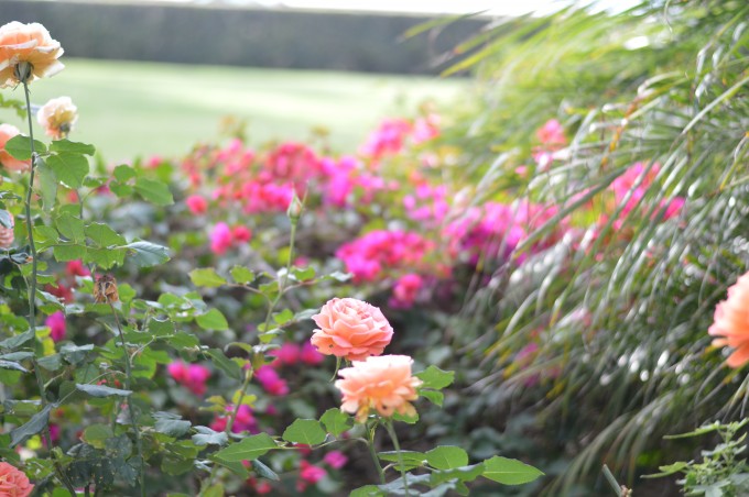 flowers, roses, the grounds at Four Seasons Santa Barbara