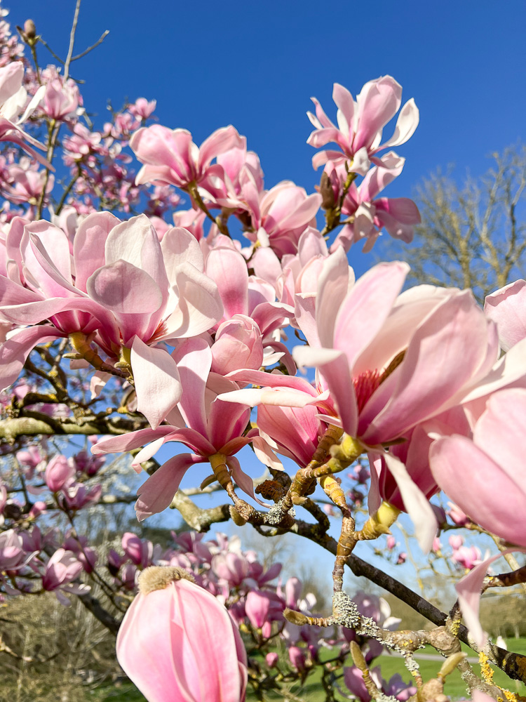 magnolia blooms kew garden