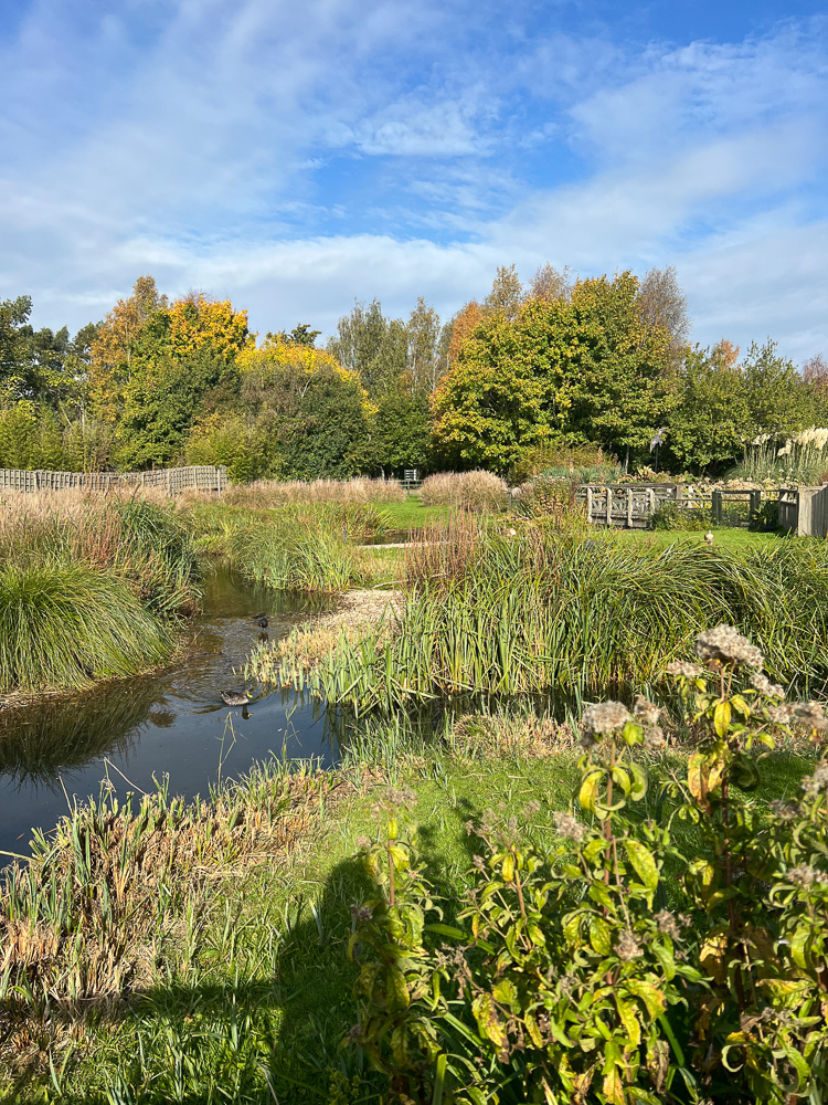 wetlands reserve putney london