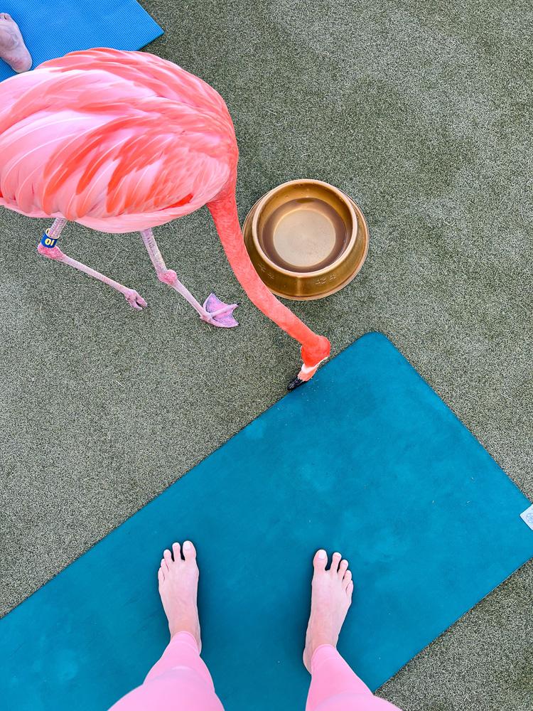 yoga set-up and flamingo