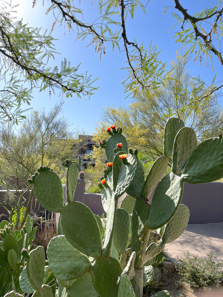 cactus blooming in desert landscape
