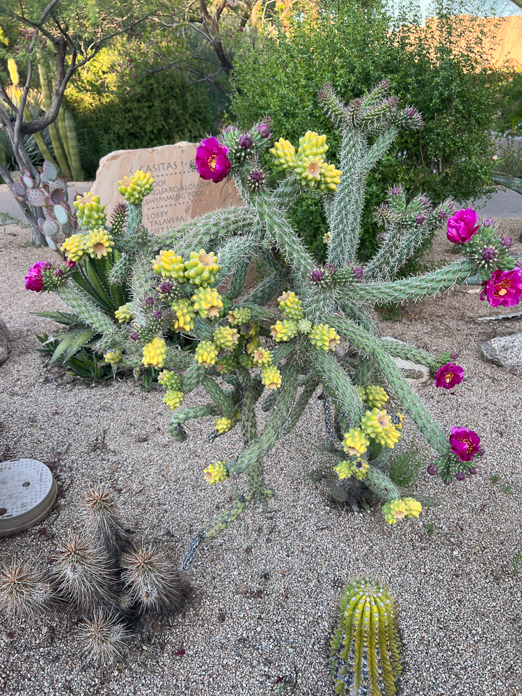 blooming cacti in desert landscape