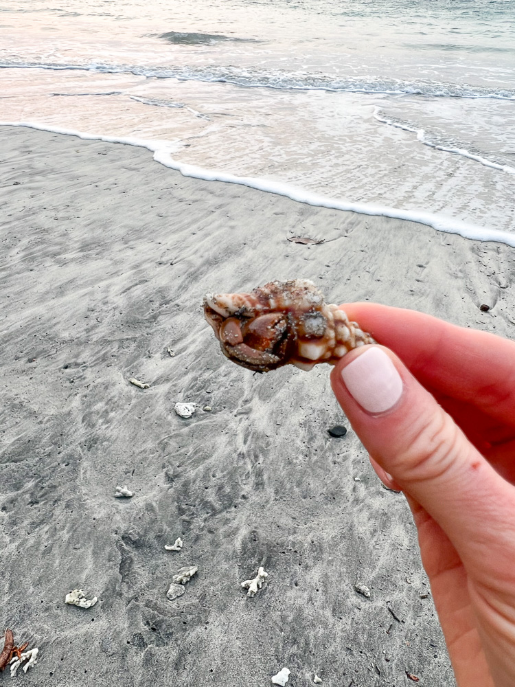 tiny crab in its shell