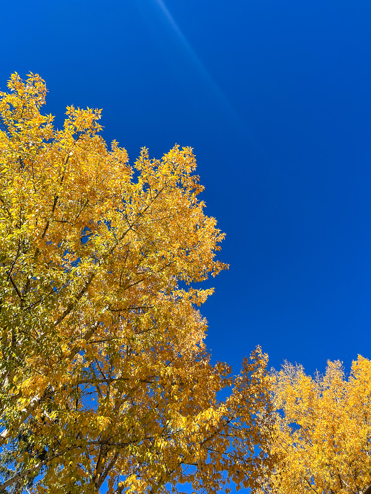 bright yellow trees and bright blue sky vail